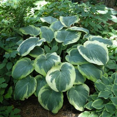 Hosta 'Nothern Exposure'